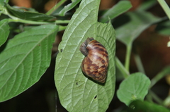 Lissachatina fulica