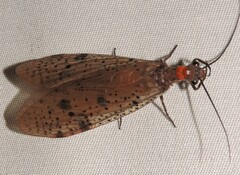 Archichauliodes guttiferus