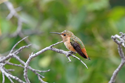Channel Islands Allen's Hummingbird