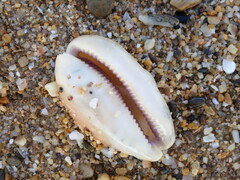 Lyncina leviathan titan