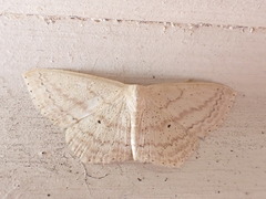 Scopula perlata