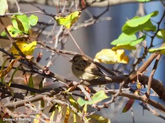 Passer domesticus