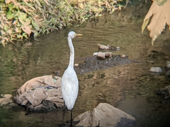 Ardea intermedia