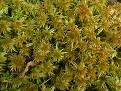 Sphagnum fallax