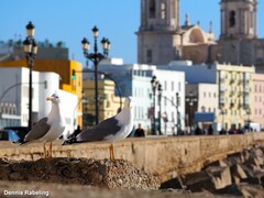 Larus michahellis