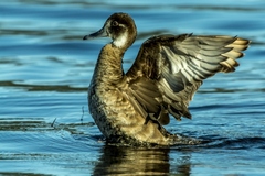 Netta erythrophthalma