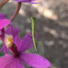 Orthodera