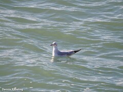 Chroicocephalus ridibundus