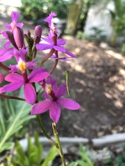 Orthodera