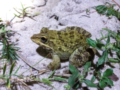 Hoplobatrachus crassus