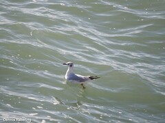 Chroicocephalus ridibundus