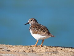 Arenaria interpres