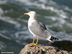 Larus michahellis