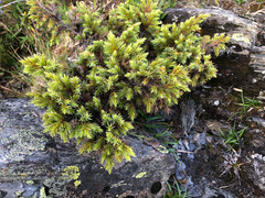 Juniperus formosana