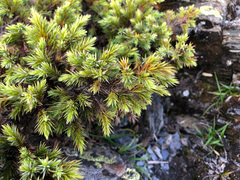 Juniperus formosana