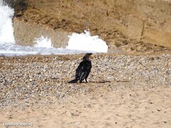 Phalacrocorax carbo