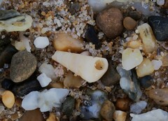 Colpospira guillaumei