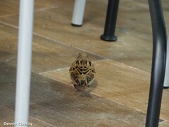 Passer domesticus