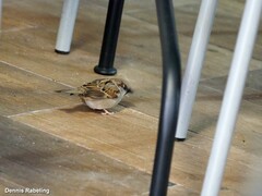 Passer domesticus