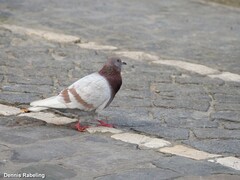Columba livia domestica