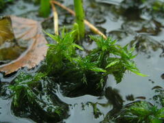 Sphagnum cuspidatum