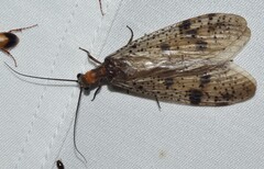 Archichauliodes guttiferus