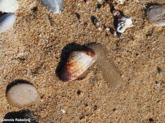 Barbatia barbata