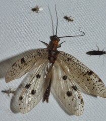 Archichauliodes guttiferus