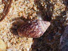 Columbella rustica