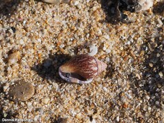 Columbella rustica