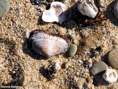Barbatia barbata
