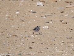 Motacilla alba