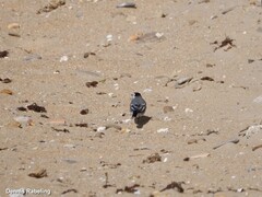 Motacilla alba