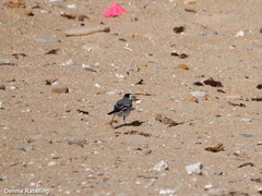 Motacilla alba