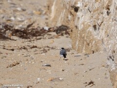 Motacilla alba