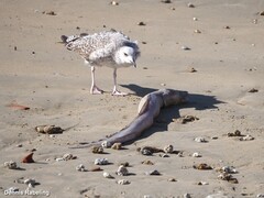 Larus michahellis
