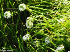 Lobularia maritima