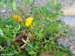 Sonchus tenerrimus