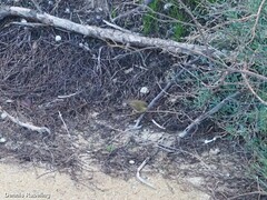 Phylloscopus collybita