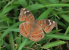 Junonia natalica natalica