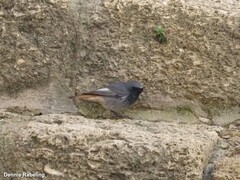 Phoenicurus ochruros