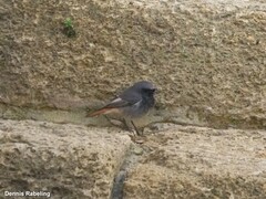 Phoenicurus ochruros