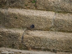 Phoenicurus ochruros