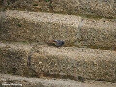 Phoenicurus ochruros