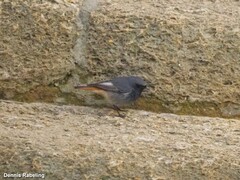 Phoenicurus ochruros