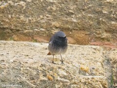 Phoenicurus ochruros