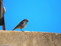 Phoenicurus ochruros