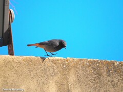Phoenicurus ochruros