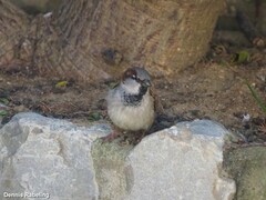 Passer domesticus