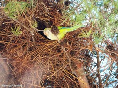 Myiopsitta monachus
